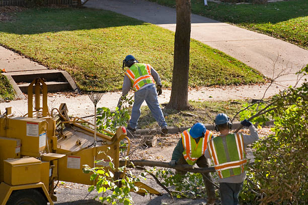 Dead Tree Removal in Milledgeville, GA